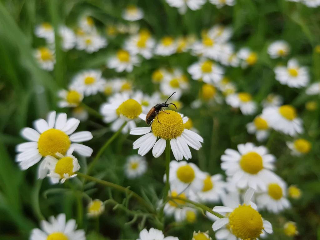 Yellow White Daisy Petals warm Green