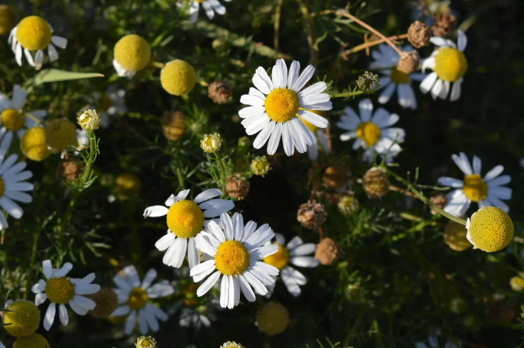 Yellow White Daisy Petals Sunlit Blooms