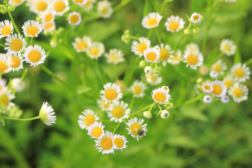 Yellow White Daisy Petals warm Green