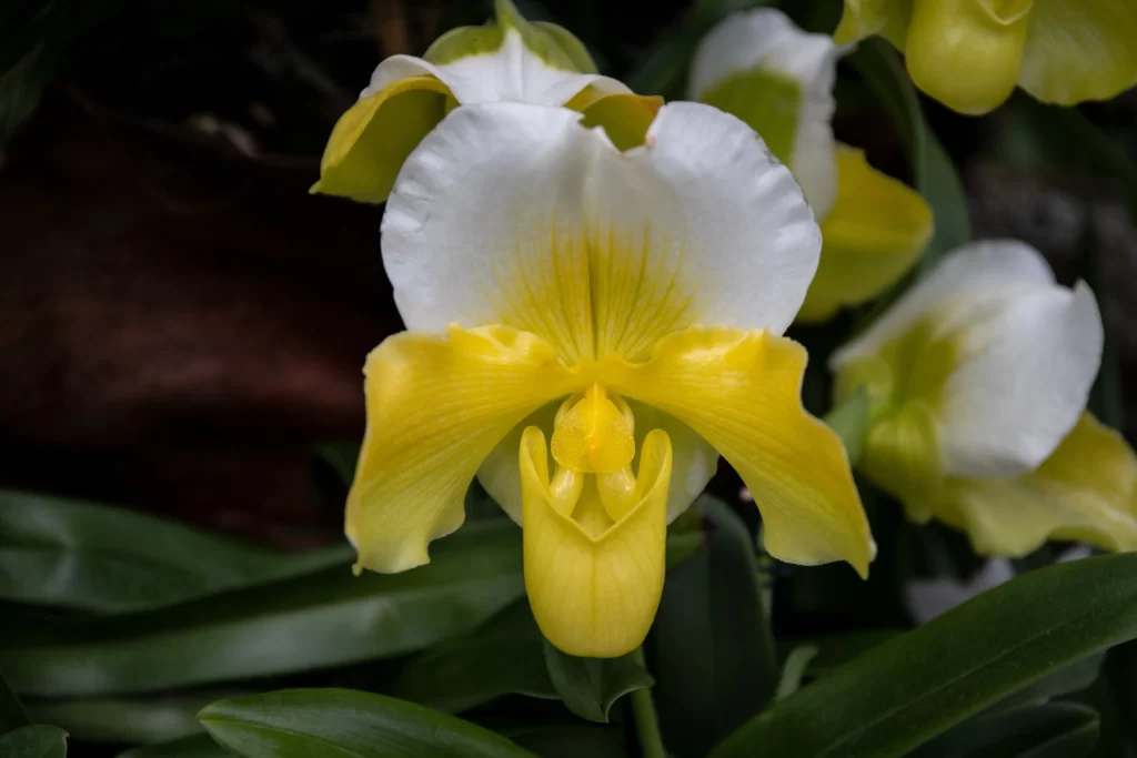 Yellow White Orchid Petals Central Column