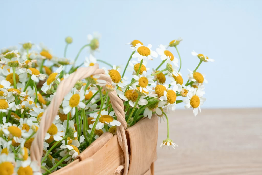 Yellow White Petals Basket Blooming