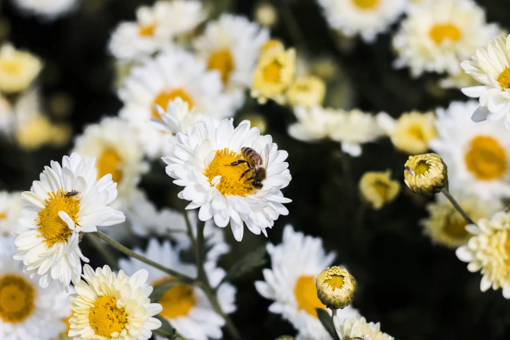 Yellow White Petals Center Bee