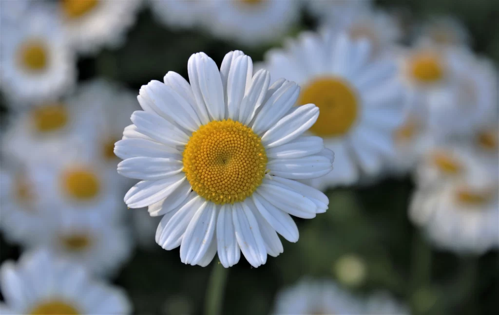 Yellow White Petals Center gray Round