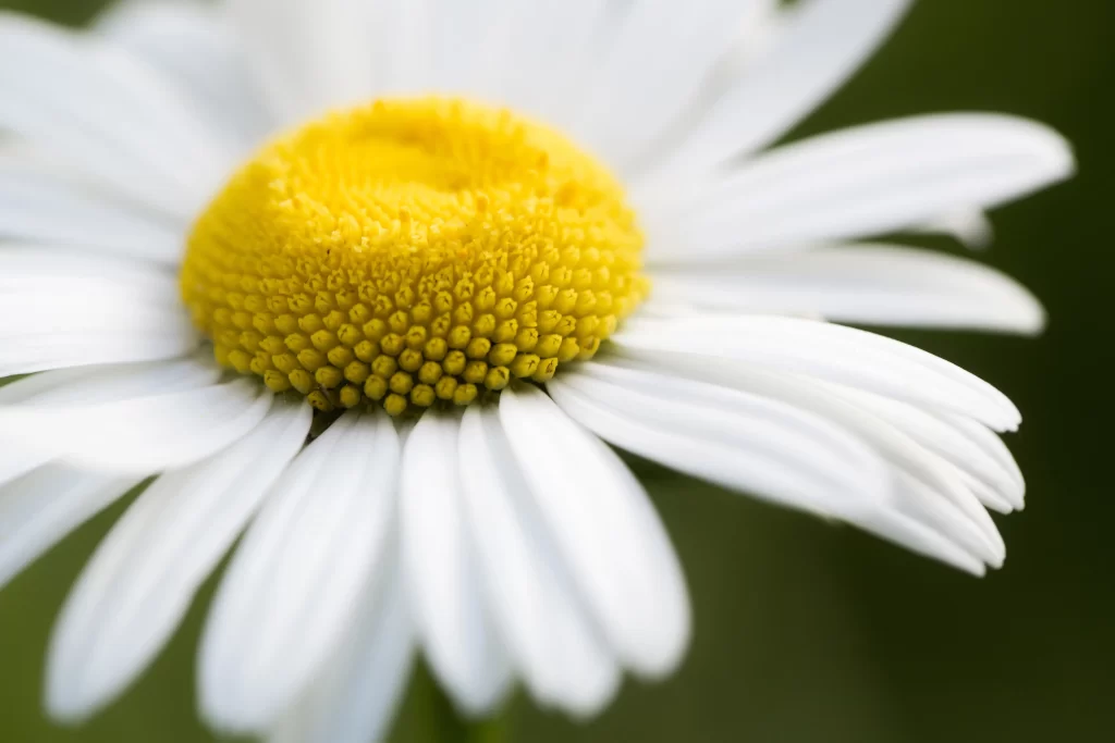 Yellow White Petals Center gray Round