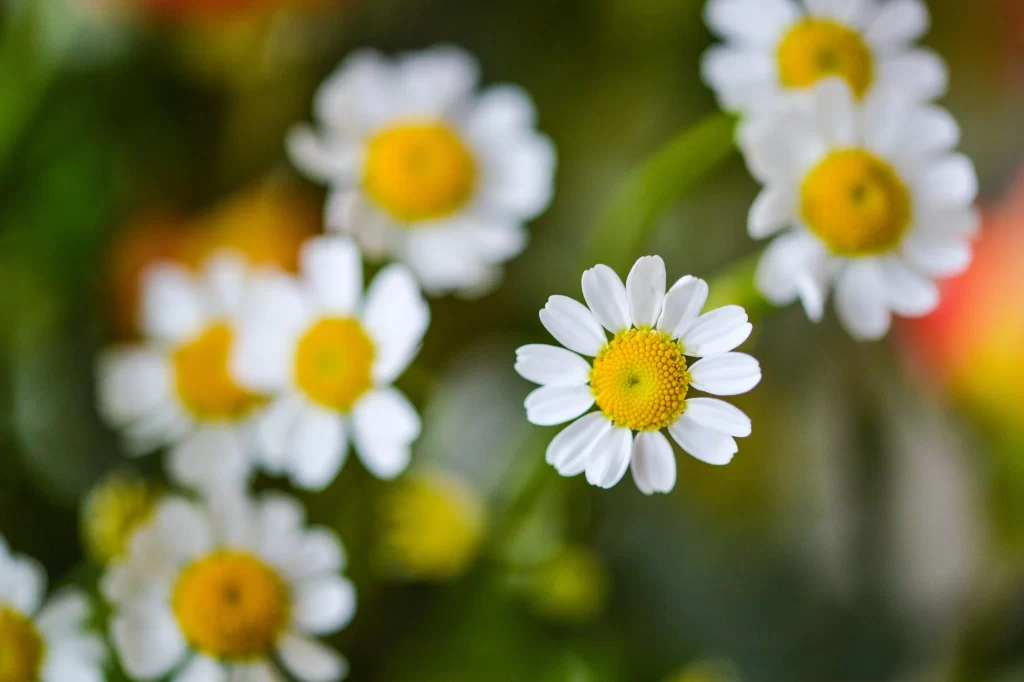 Yellow White Petals Center Green