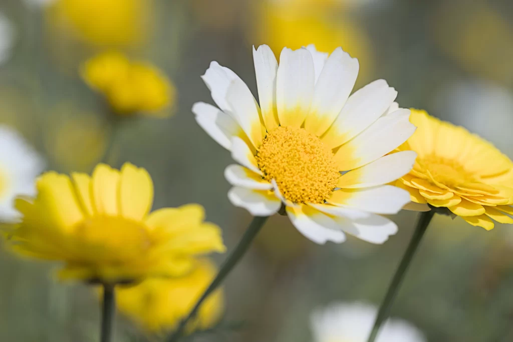 Yellow White Petals Center Bright