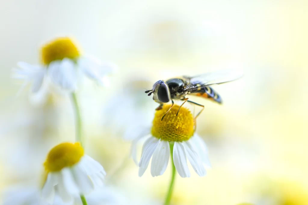 Yellow White Petals Chamomile Delicate