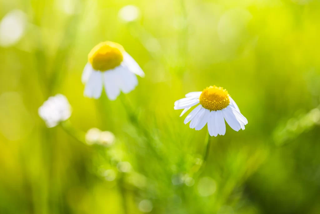 Yellow White Petals Chamomile Sunlight