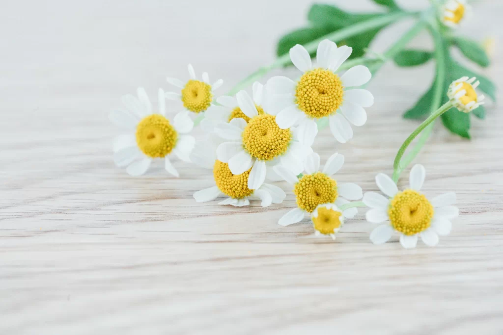 Yellow White Petals Daisy Fresh