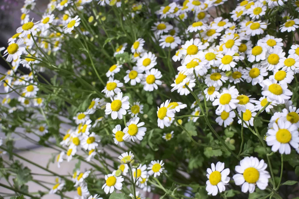 Yellow White Petals Daisy gray Blooming