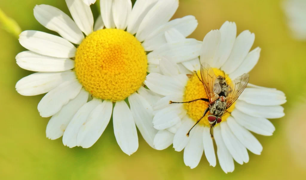 Yellow White Petals Daisy Fly