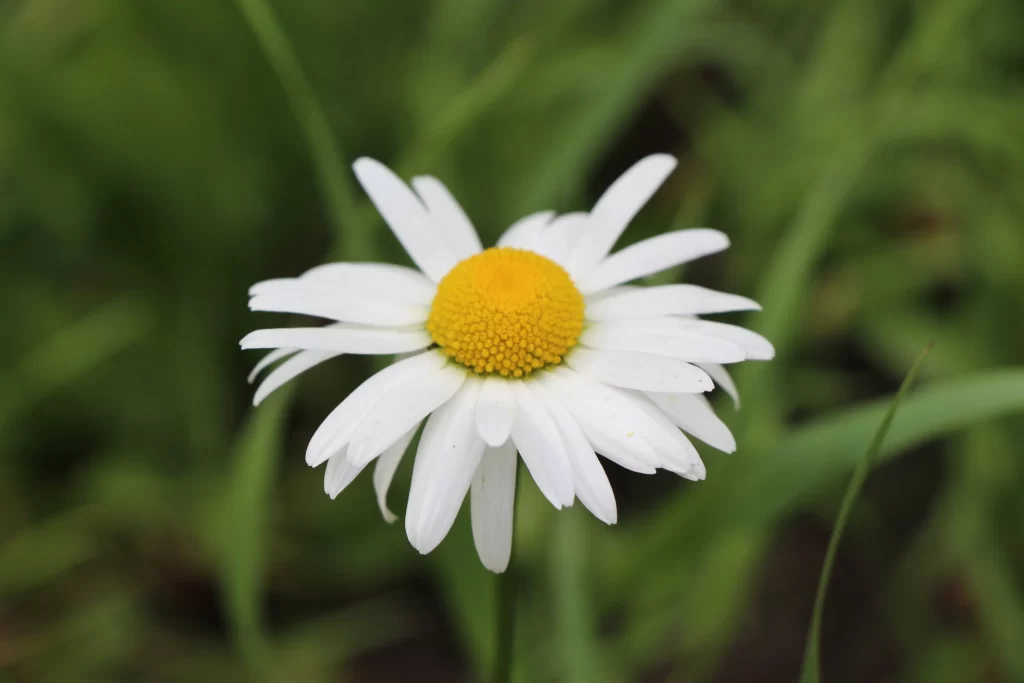 Yellow White Petals Daisy warm Nature