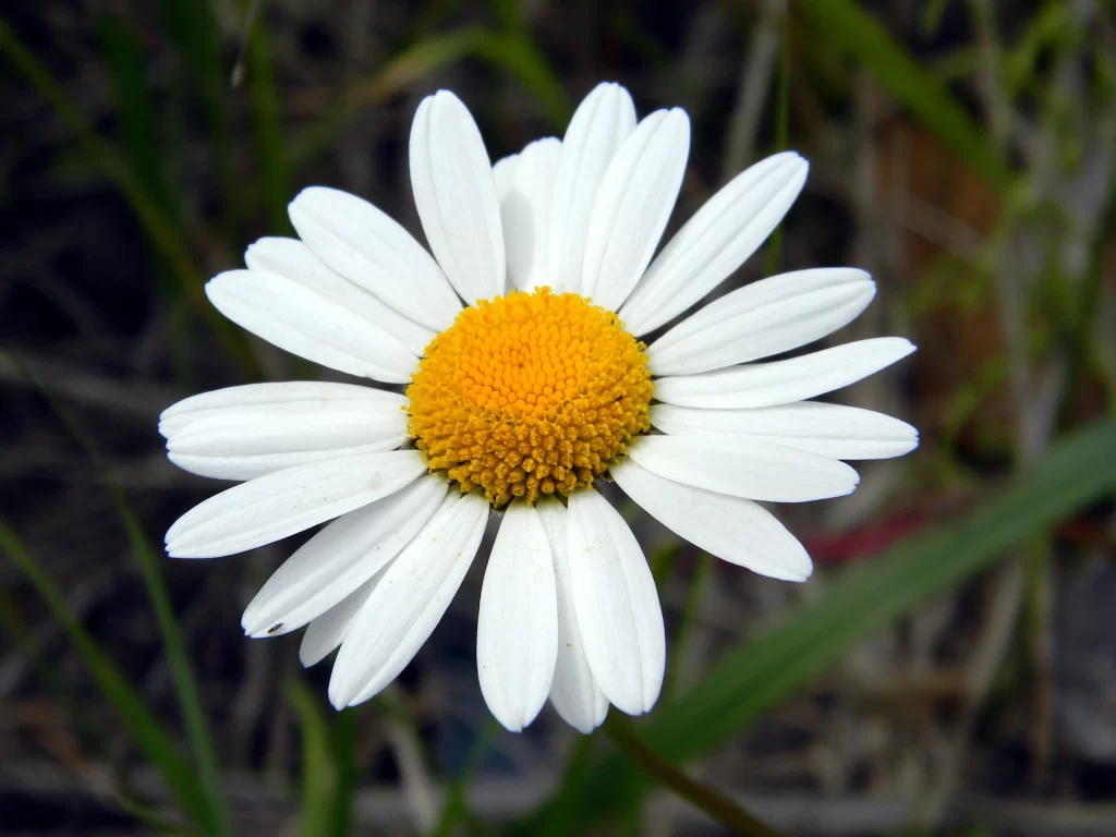 Yellow White Petals Daisy Bright