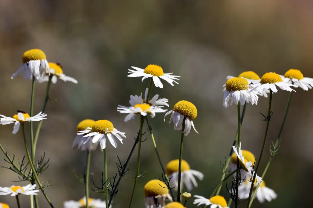 Yellow White Petals Daisy gray Blooming