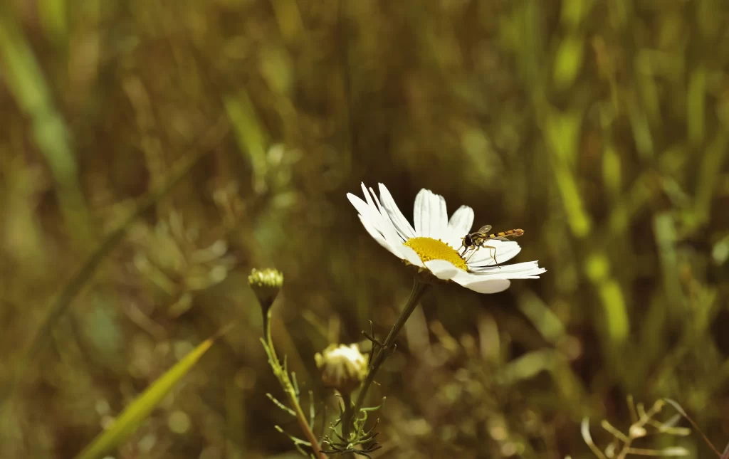 Yellow White Petals Daisy warm Nature