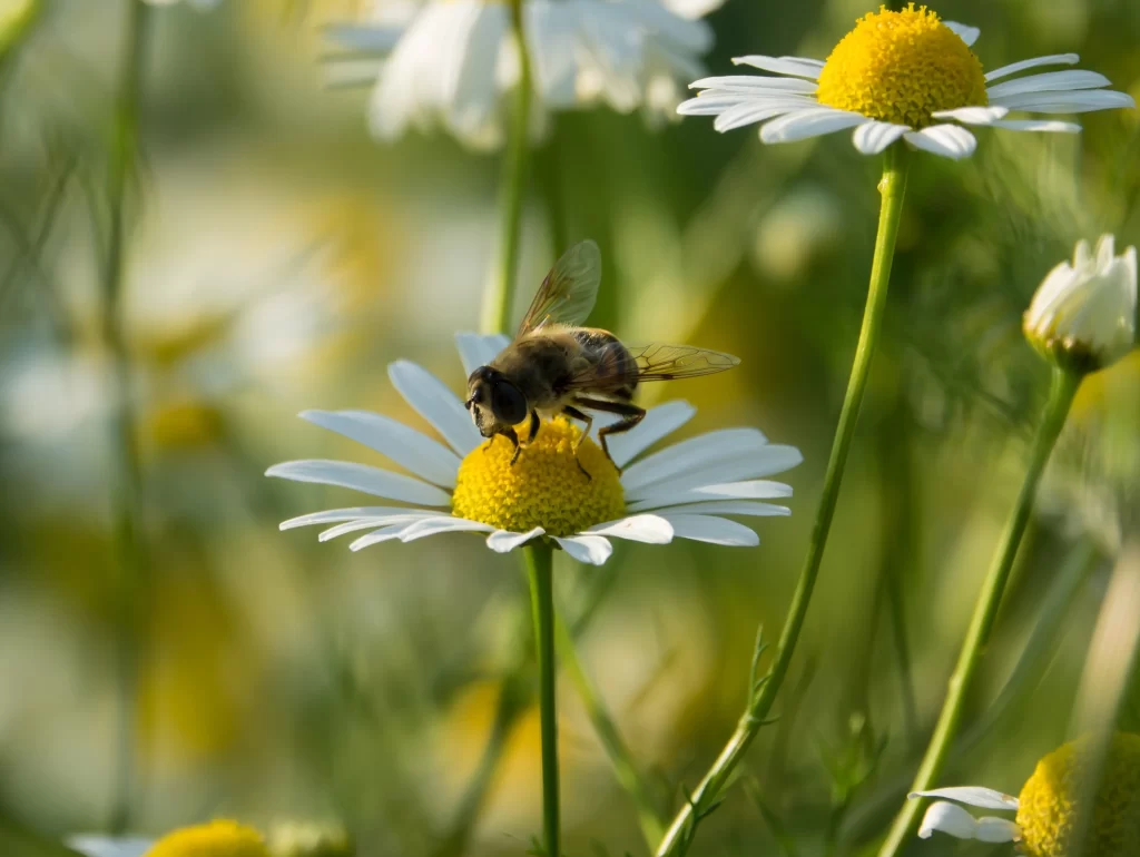 Yellow White Petals Daisy warm Nature