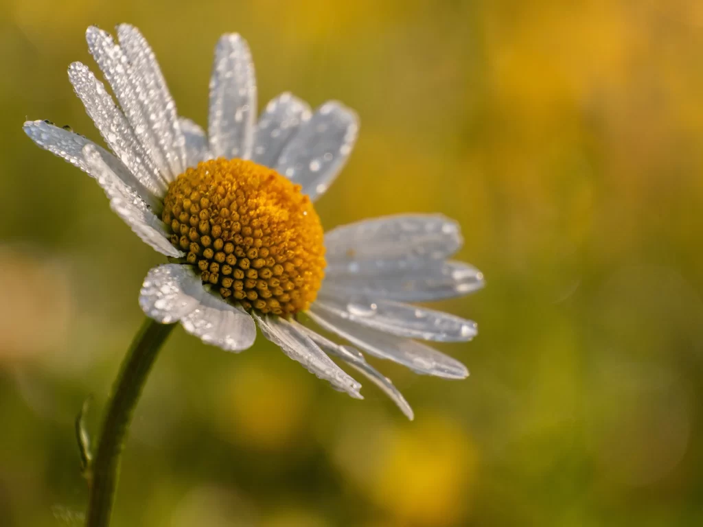 Yellow White Petals Dewdrops Delicate Nature