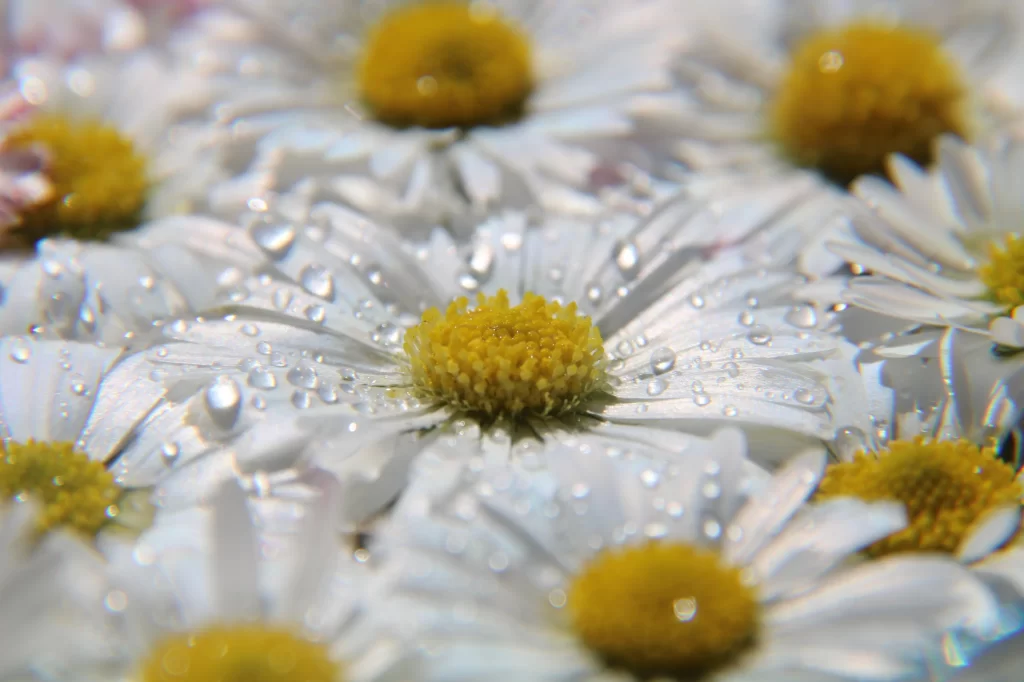 Yellow White Petals Dewdrops Close-up