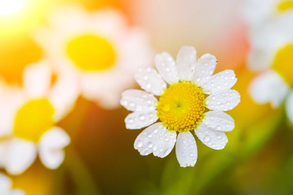 Yellow White Petals Dewdrops Bright Sunlight