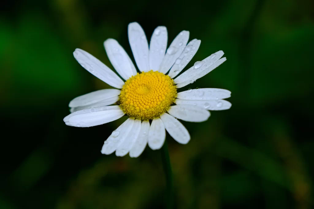 Yellow White Petals Dewdrops Bright Center