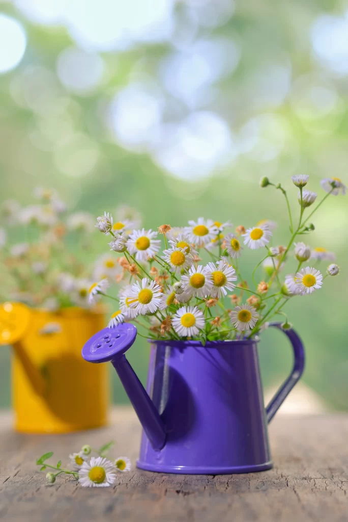 Yellow White Petals Green Stem Rustic