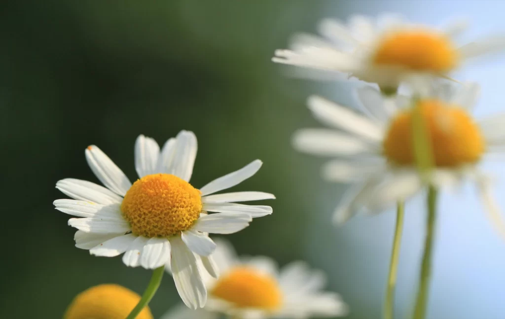 Yellow White Petals Green Stems