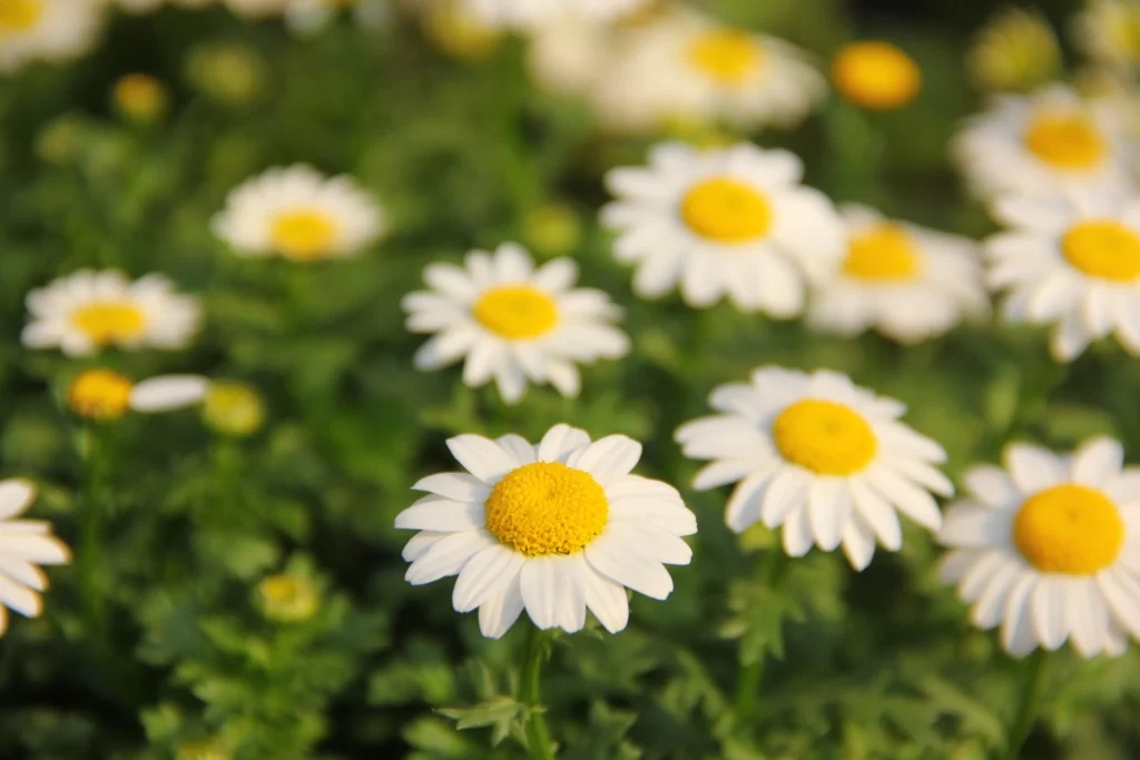 Yellow White Petals Green Leaves