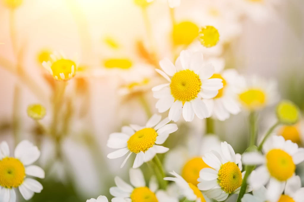 Yellow White Petals Sunlight Brightness