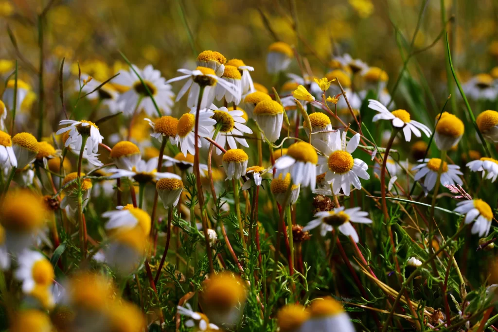 Yellow White Petals Wildflower Field