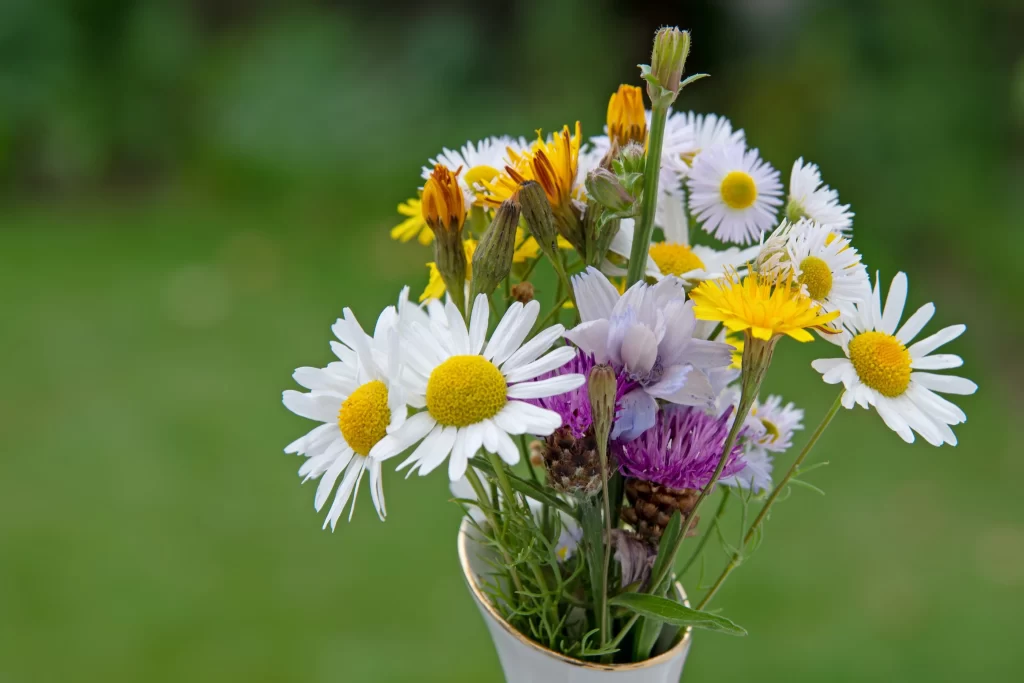 Yellow White Purple Wildflowers Daisies Blooms