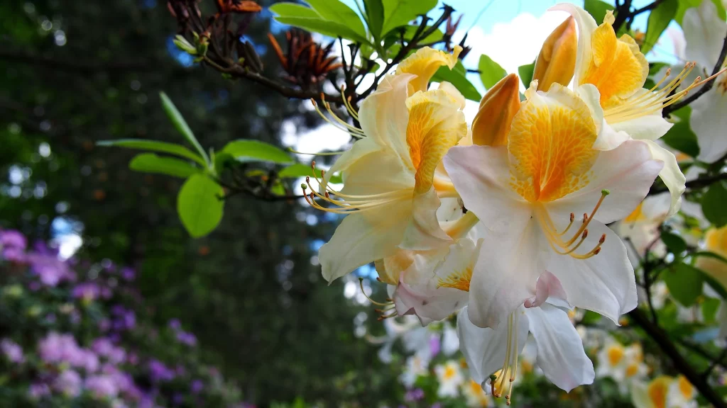 Yellow White Rhododendron Petals Blooming Nature