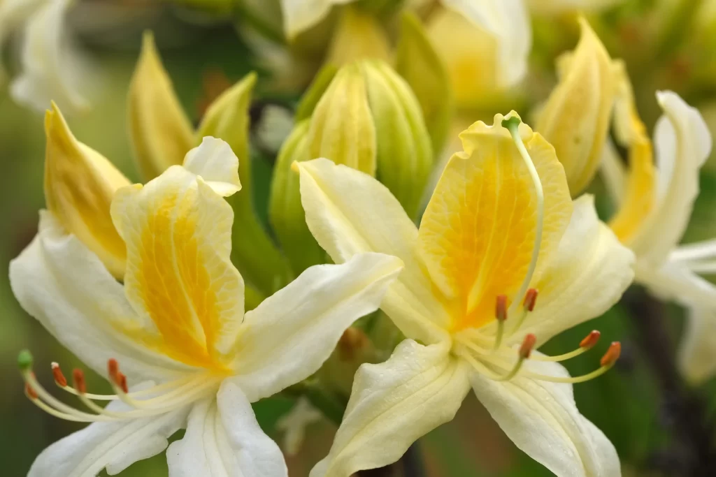 Yellow White Rhododendron Petals Stamen
