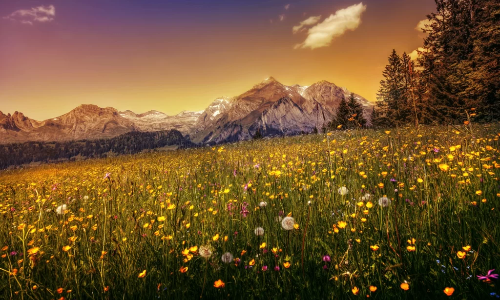 Yellow Wildflower Meadow Blooming Sunlit