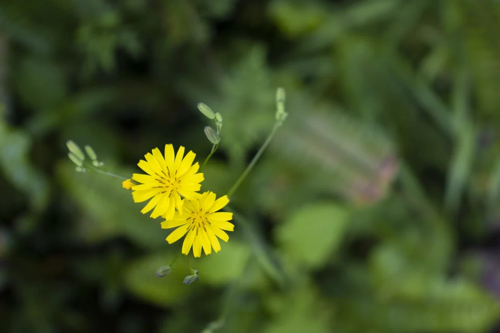 Yellow Wildflower Petals Nature