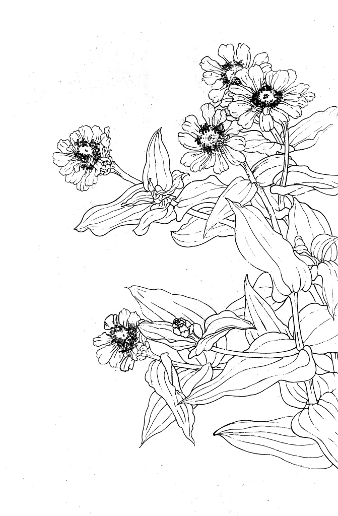 Zinnia Chinese Line Drawing Botanical Art