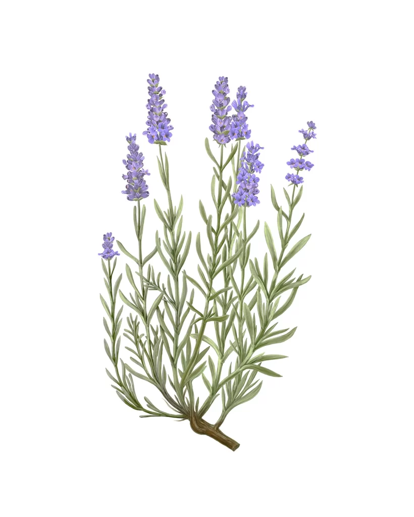 Carrire Frres Diffuser Lavender Lavandula Ang Diffuser Image 03 Packaging