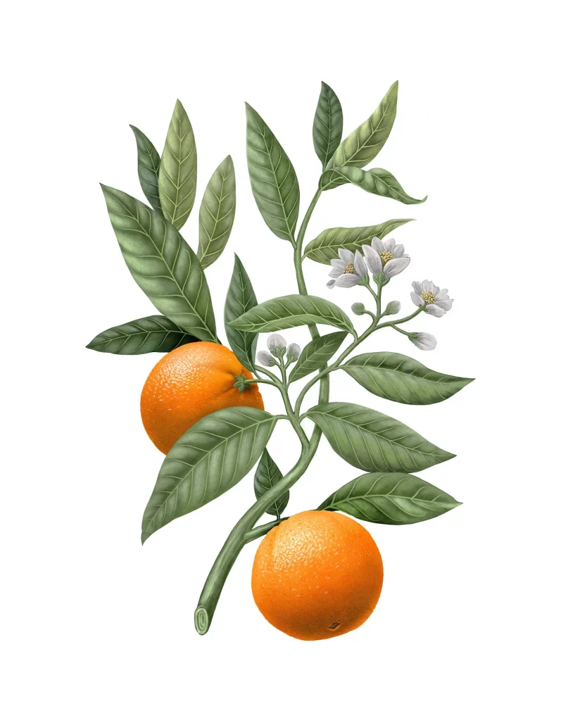 Carrire Frres Diffuser Orange Blossom Citrus Diffuser Image 03 Packaging