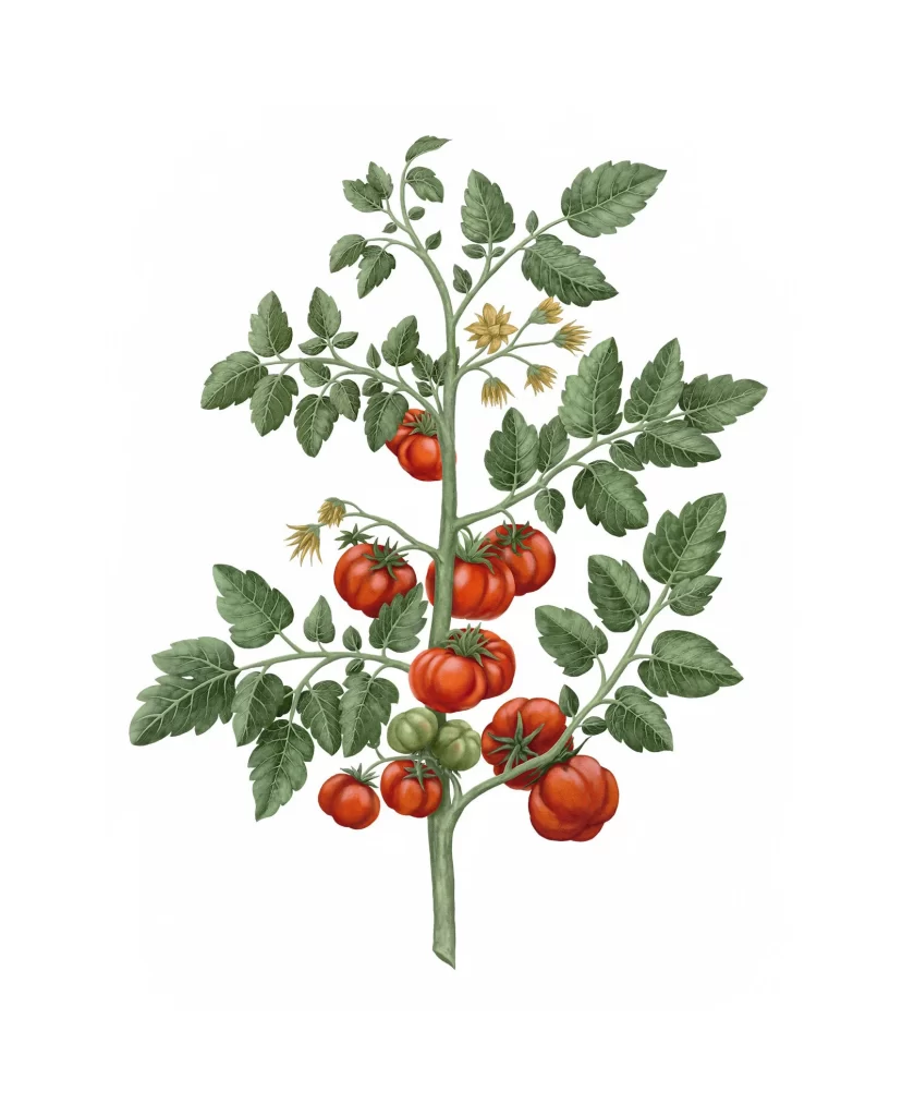Carrire Frres Diffuser Tomato Lycopersicon Es Diffuser Image 03 Packaging