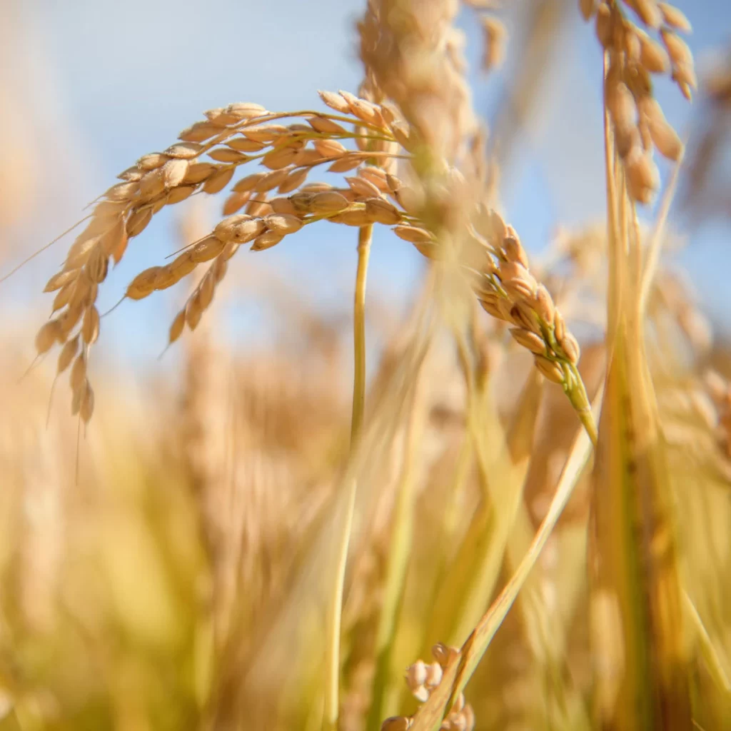 Wheat Field Photography