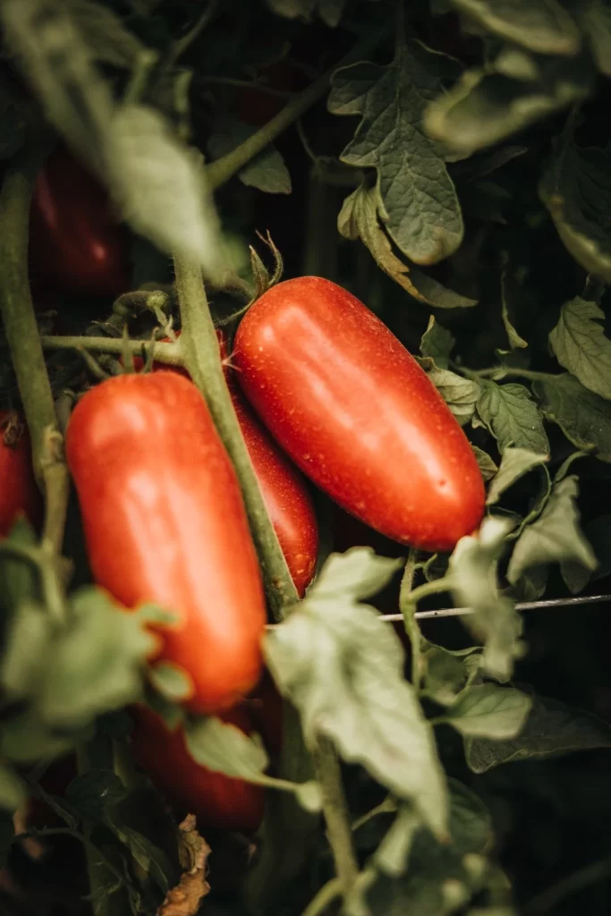 Jovial Organic San Marzano Whole Peeled Tomatoes San Marzano tomatoes Packaging