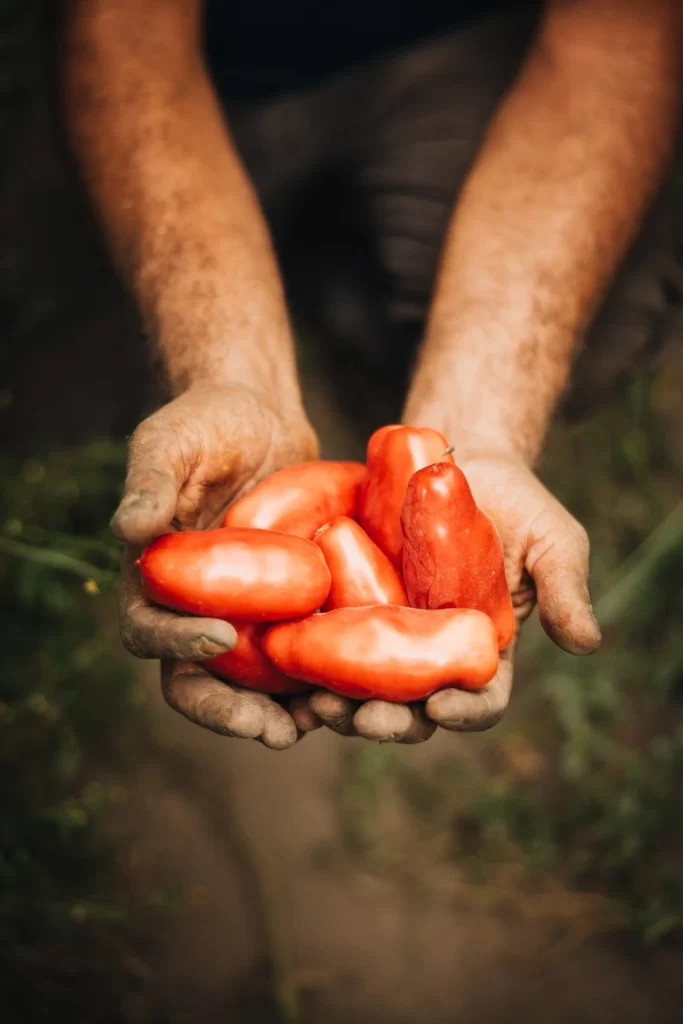Jovial Organic San Marzano Whole Peeled Tomatoes Fresh tomatoes in hands Packaging