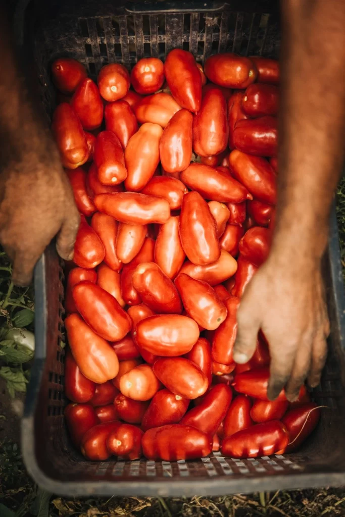 Jovial Organic San Marzano Whole Peeled Tomatoes Fresh ripe tomatoes Packaging