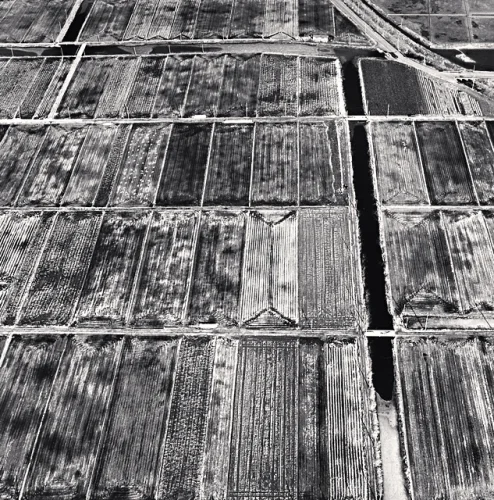 Aerial Agriculture Patterned High Contrast Textured