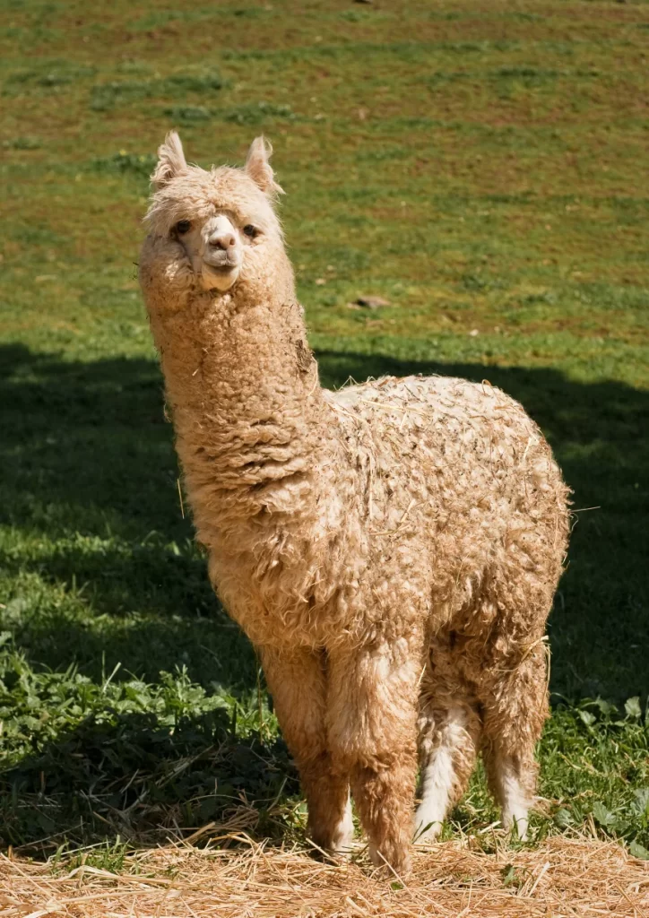 Alpaca Tan Wool Green Grass Sunlit