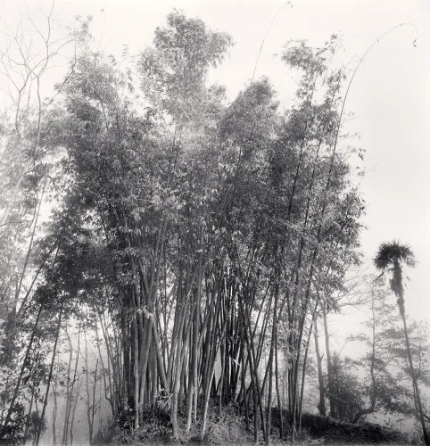 Bamboo Forest Dense Textured High Contrast Mysterious Nature