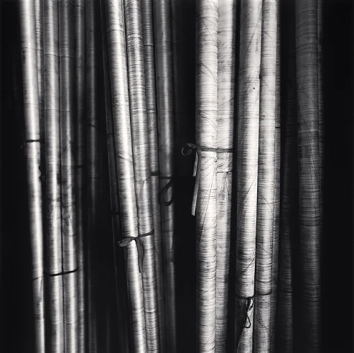 Bamboo Textured High Contrast Nature Dramatic