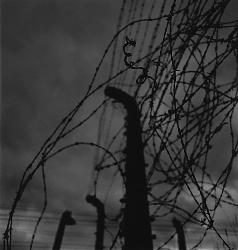 Barbed Wire Fence Nature Dramatic High Contrast Mysterious