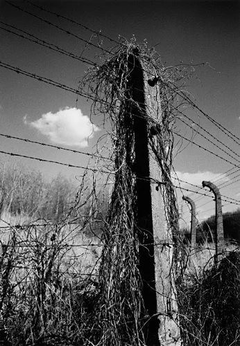 Barbed Wire Fence Nature Overgrown Dramatic High Contrast Mysterious