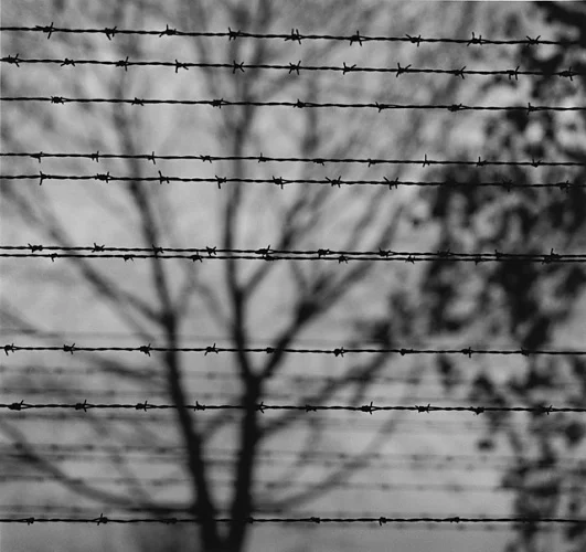 Barbed Wire Minimalist High Contrast Moody Nature