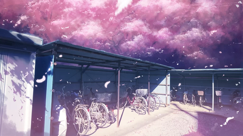 Bicycle Pink Cherry Blossoms Dreamlike